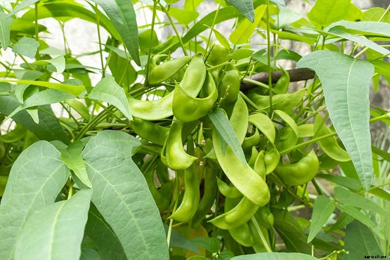 What’s the Difference Between Butter Beans and Limas?