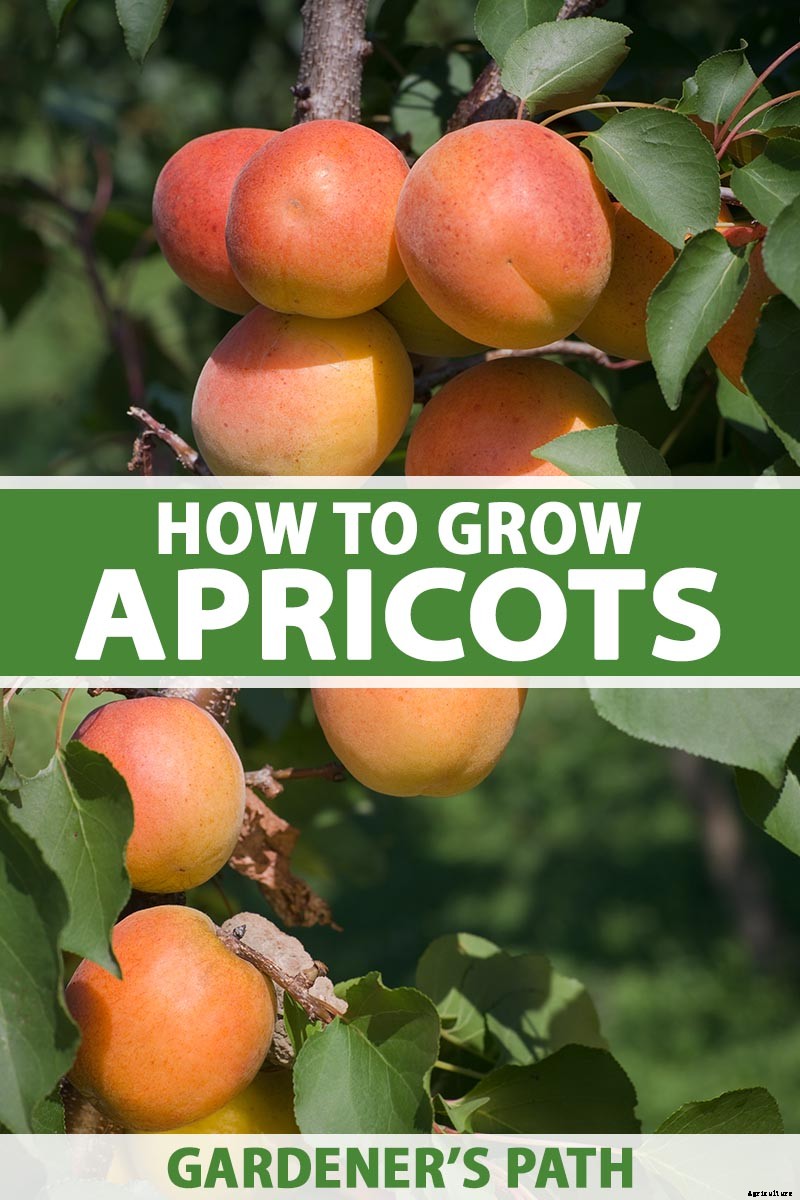 How to Grow and Care for Apricot Trees