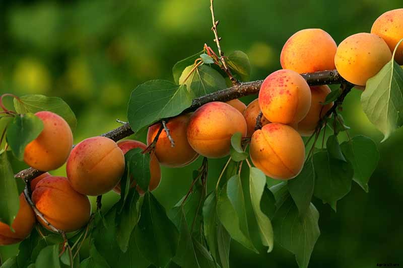 How to Grow and Care for Apricot Trees