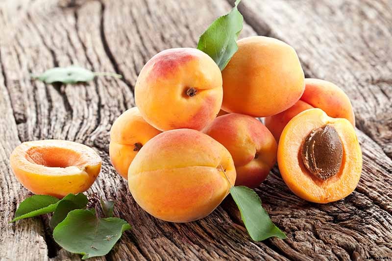 How to Grow and Care for Apricot Trees