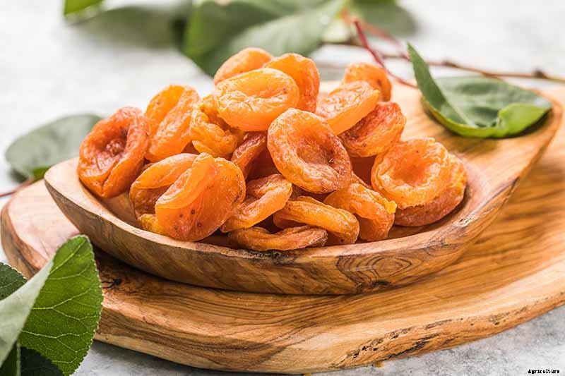 How to Grow and Care for Apricot Trees