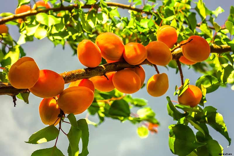 How to Grow and Care for Apricot Trees