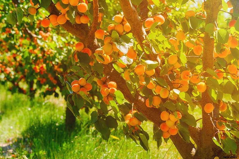 How to Grow and Care for Apricot Trees