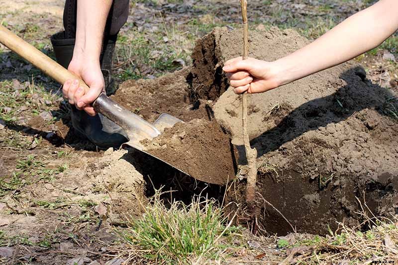 How to Grow and Care for Apricot Trees