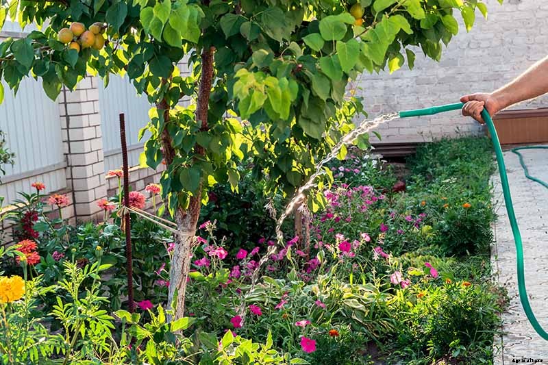 How to Grow and Care for Apricot Trees