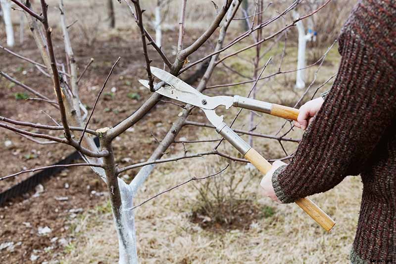 How to Grow and Care for Apricot Trees