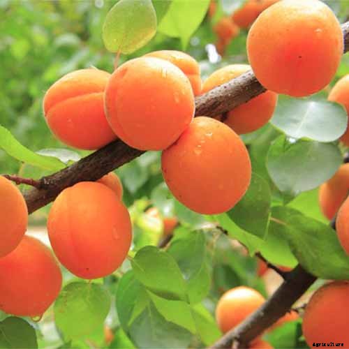How to Grow and Care for Apricot Trees