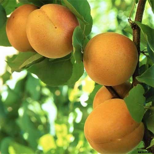 How to Grow and Care for Apricot Trees