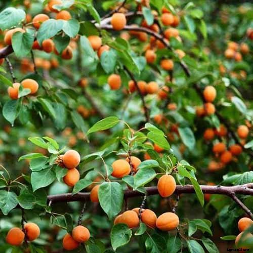 How to Grow and Care for Apricot Trees