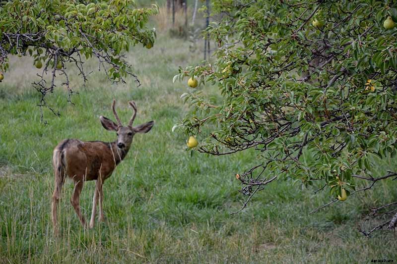 How to Grow and Care for Apricot Trees