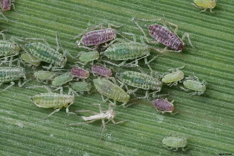 How to Grow and Care for Apricot Trees