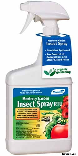 How to Grow and Care for Apricot Trees