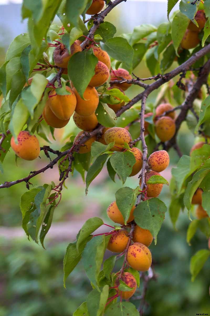 How to Grow and Care for Apricot Trees