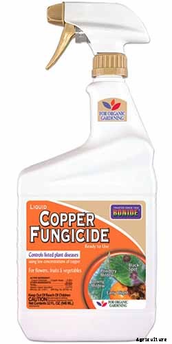 How to Grow and Care for Apricot Trees