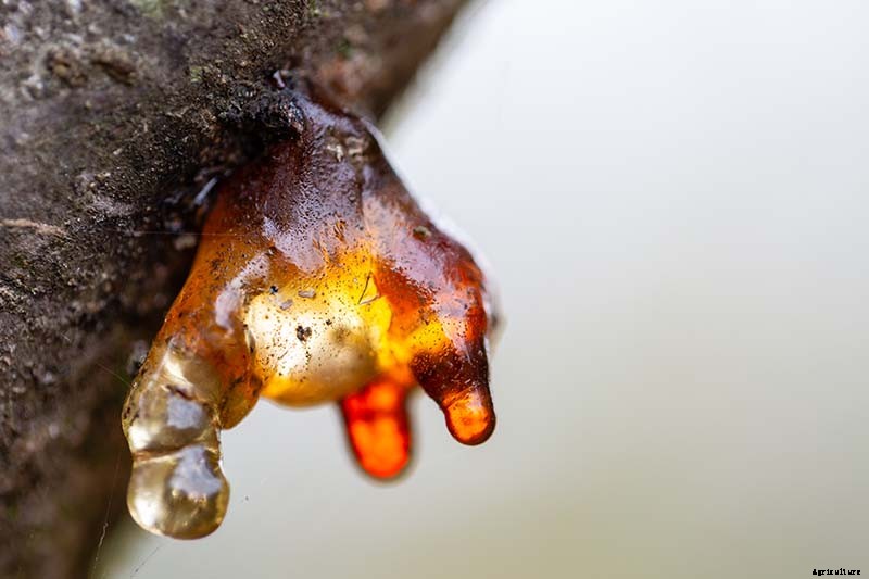 How to Grow and Care for Apricot Trees