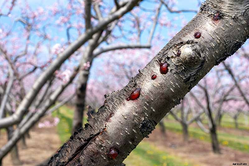 How to Grow and Care for Apricot Trees