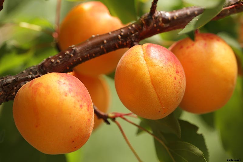 How to Grow and Care for Apricot Trees