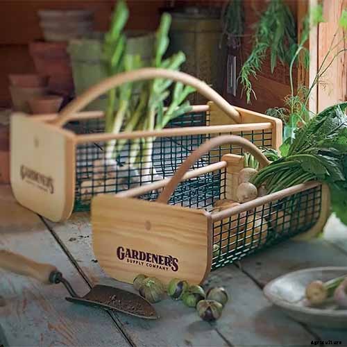 How to Grow and Care for Apricot Trees