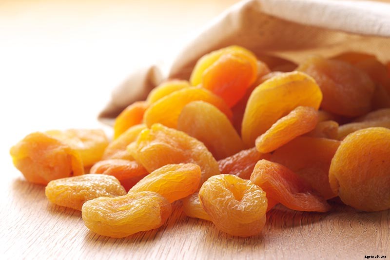 How to Grow and Care for Apricot Trees