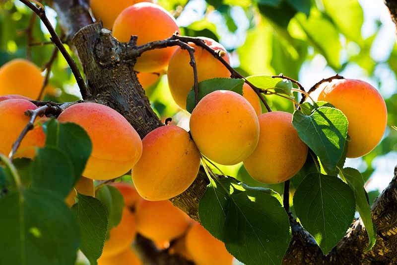 How to Grow and Care for Apricot Trees