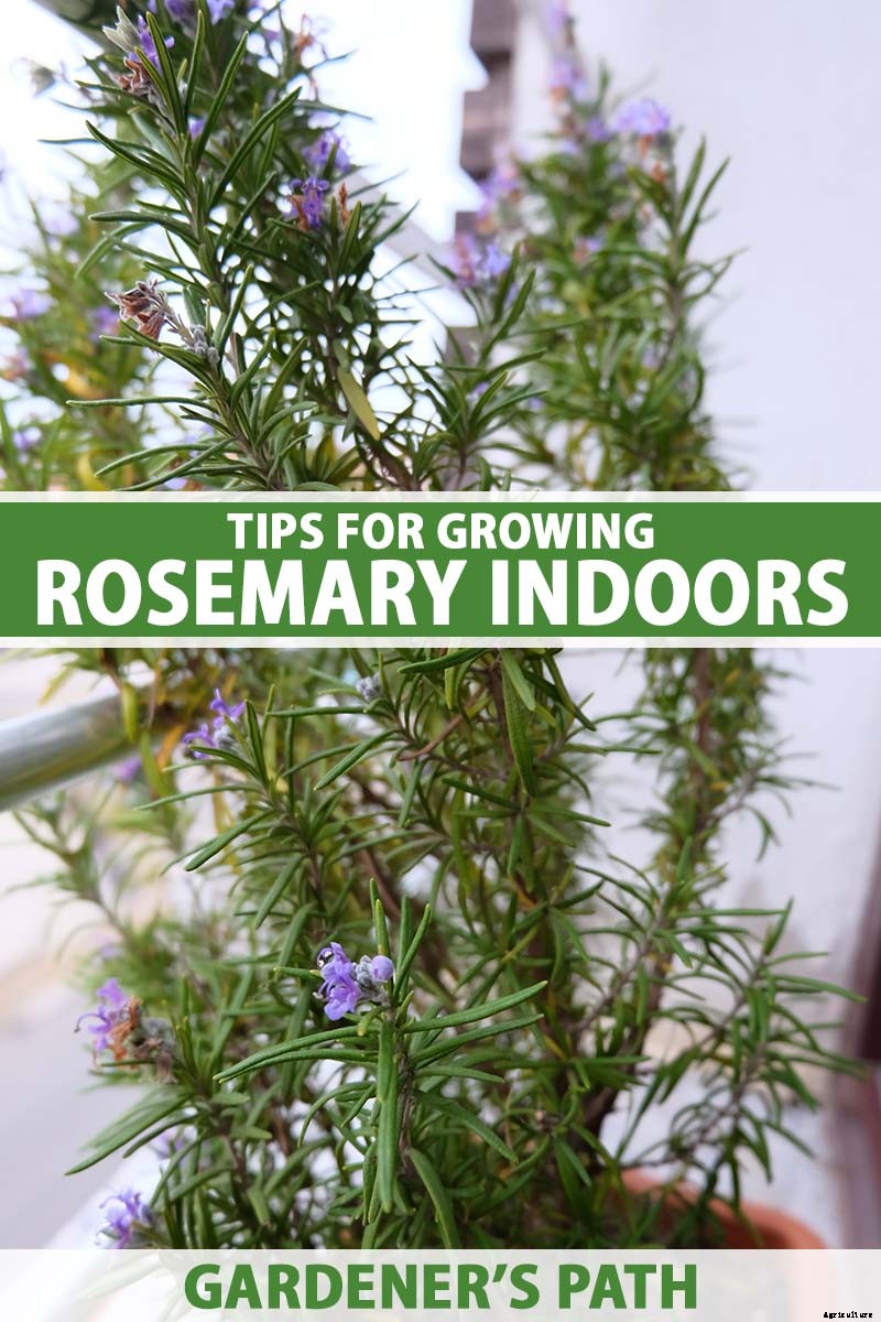 Tips for Growing Rosemary Indoors