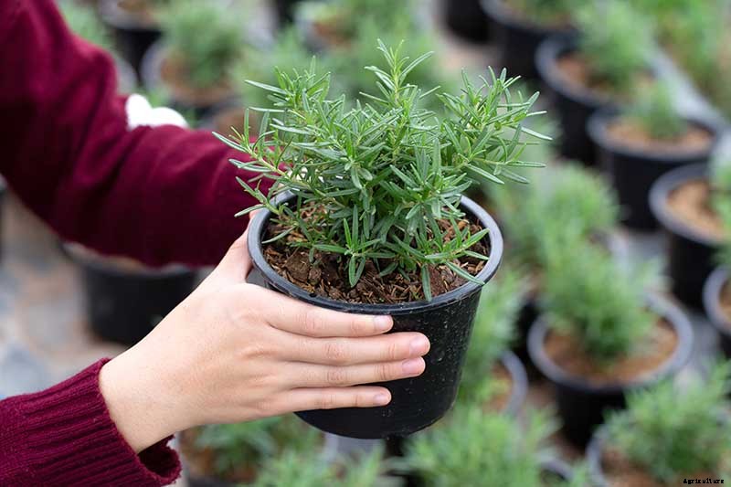 Tips for Growing Rosemary Indoors