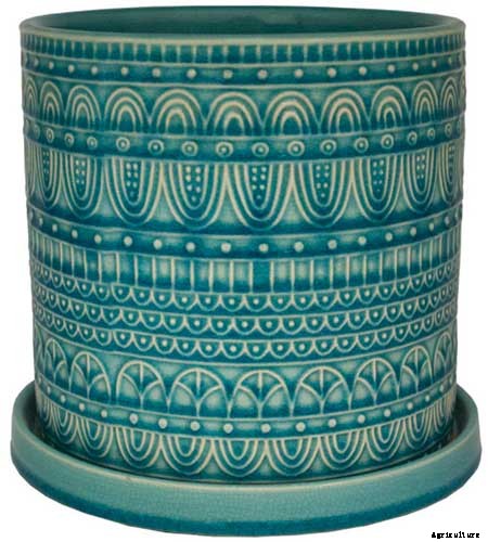 Tips for Growing Rosemary Indoors