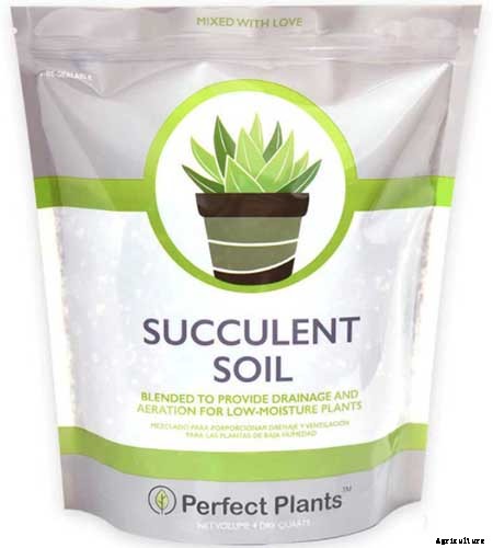 Tips for Growing Rosemary Indoors