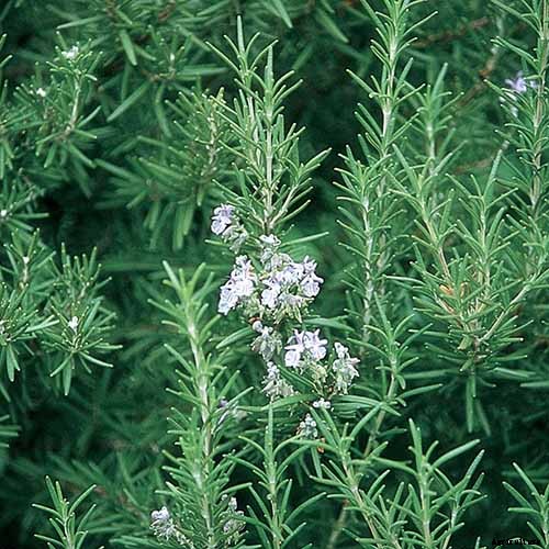 Tips for Growing Rosemary Indoors