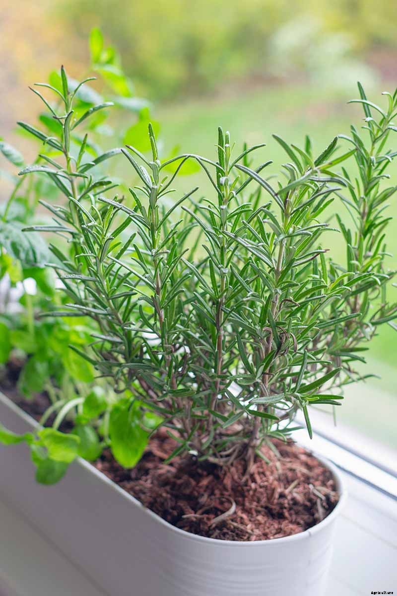 Tips for Growing Rosemary Indoors