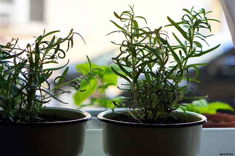 Tips for Growing Rosemary Indoors