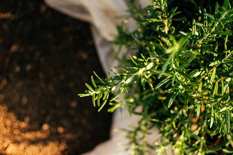 Tips for Growing Rosemary Indoors