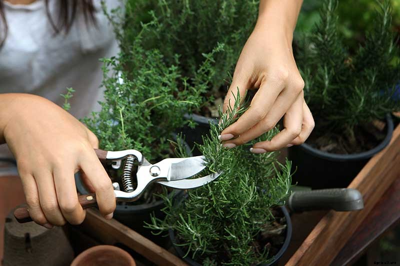 Tips for Growing Rosemary Indoors