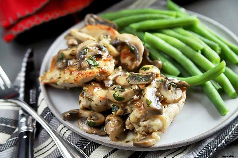 Tips for Growing Rosemary Indoors