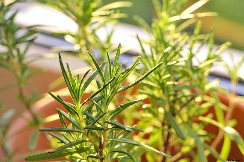 Tips for Growing Rosemary Indoors