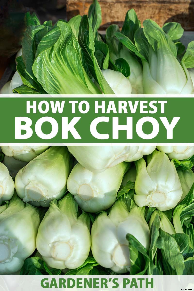 When and How to Harvest Bok Choy