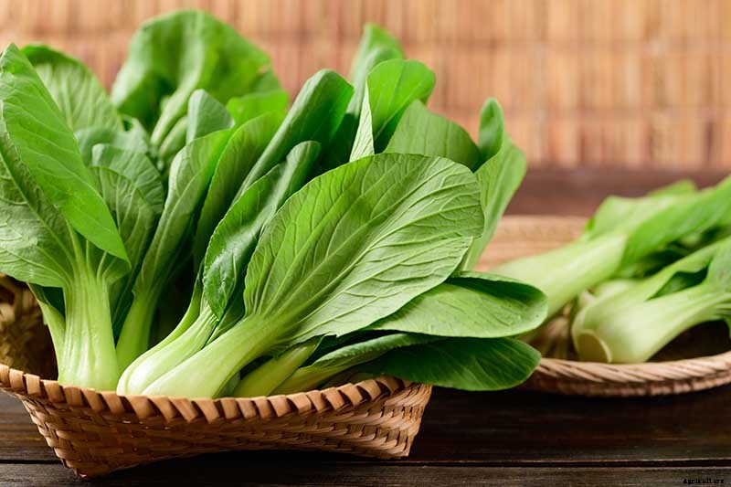 When and How to Harvest Bok Choy