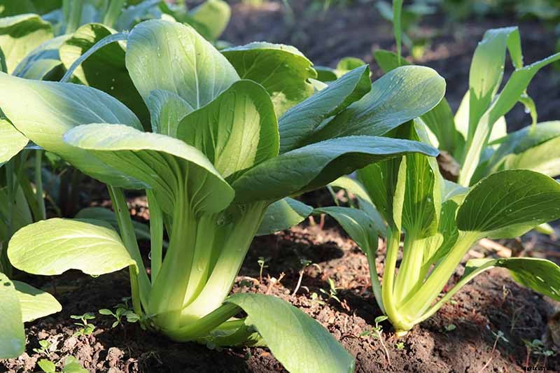 When and How to Harvest Bok Choy