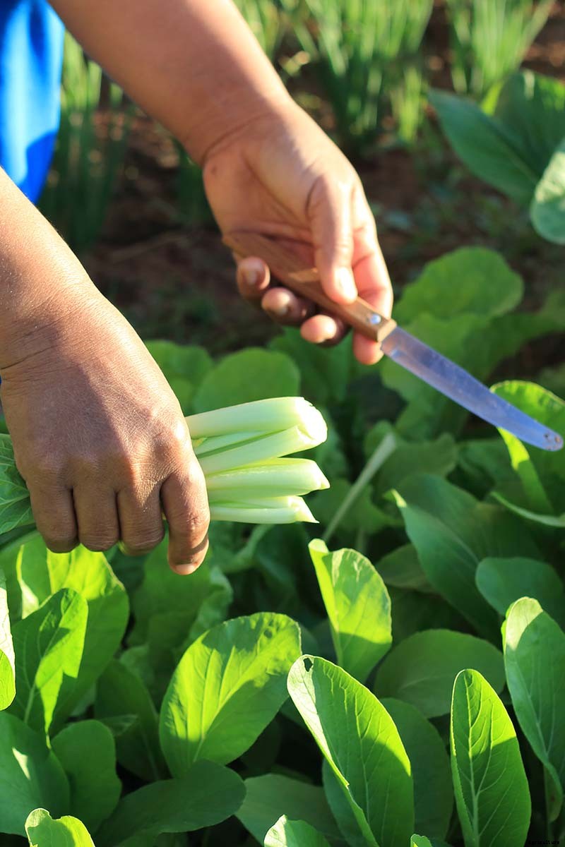 When and How to Harvest Bok Choy