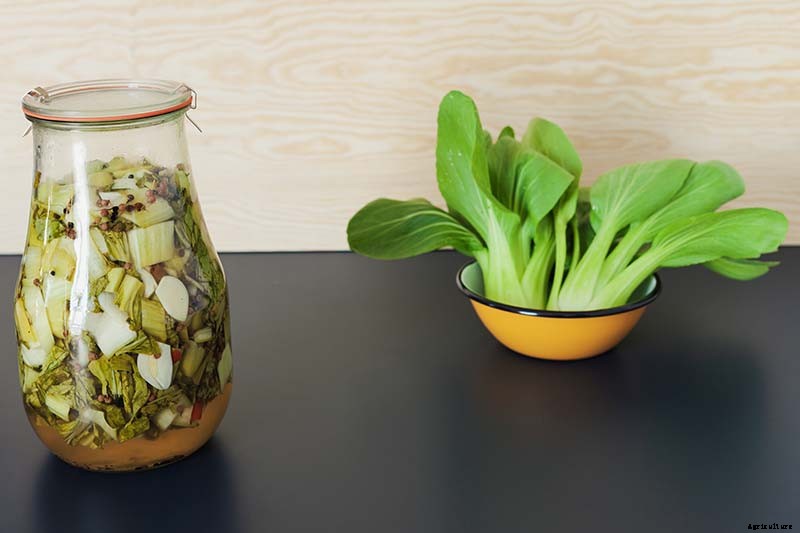 When and How to Harvest Bok Choy