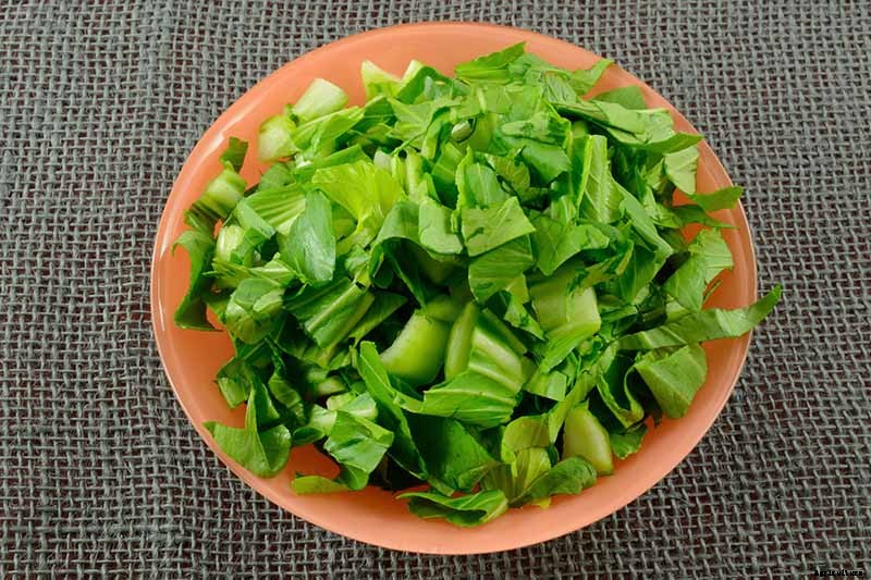 When and How to Harvest Bok Choy