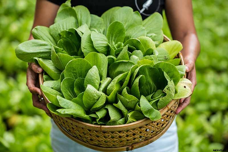 When and How to Harvest Bok Choy