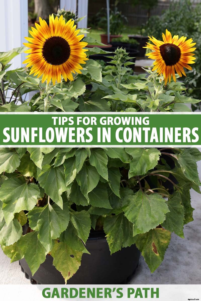 A Pot of Gold: How to Grow Sunflowers In Containers