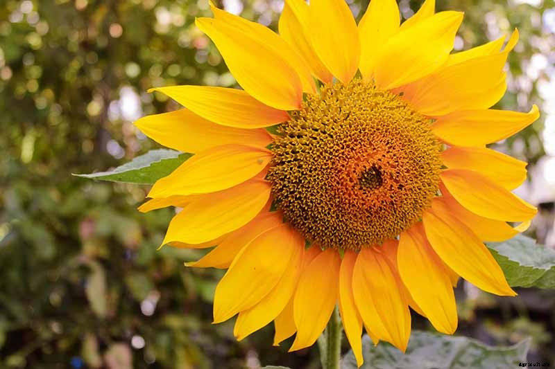 A Pot of Gold: How to Grow Sunflowers In Containers