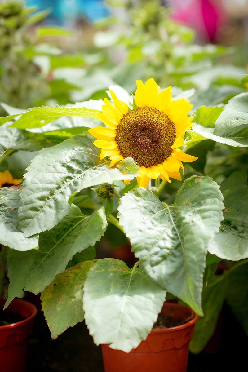 A Pot of Gold: How to Grow Sunflowers In Containers