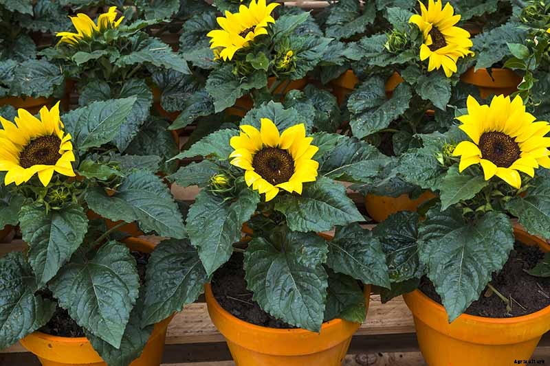A Pot of Gold: How to Grow Sunflowers In Containers