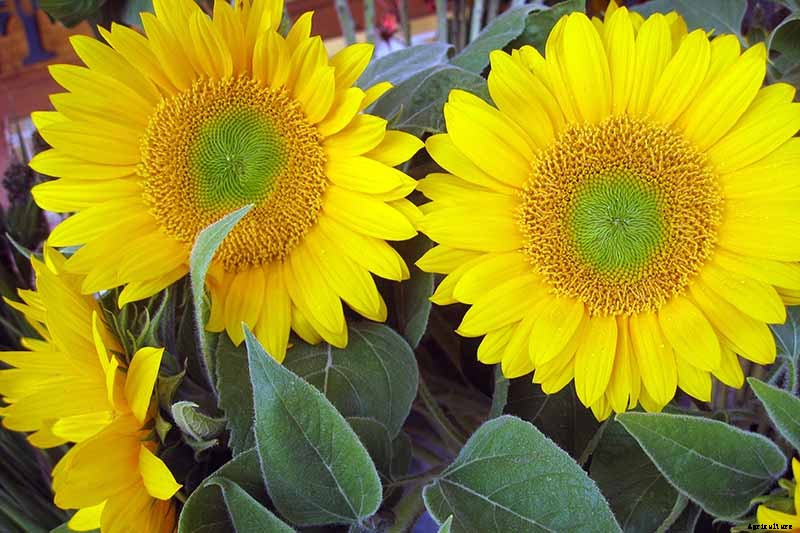 A Pot of Gold: How to Grow Sunflowers In Containers