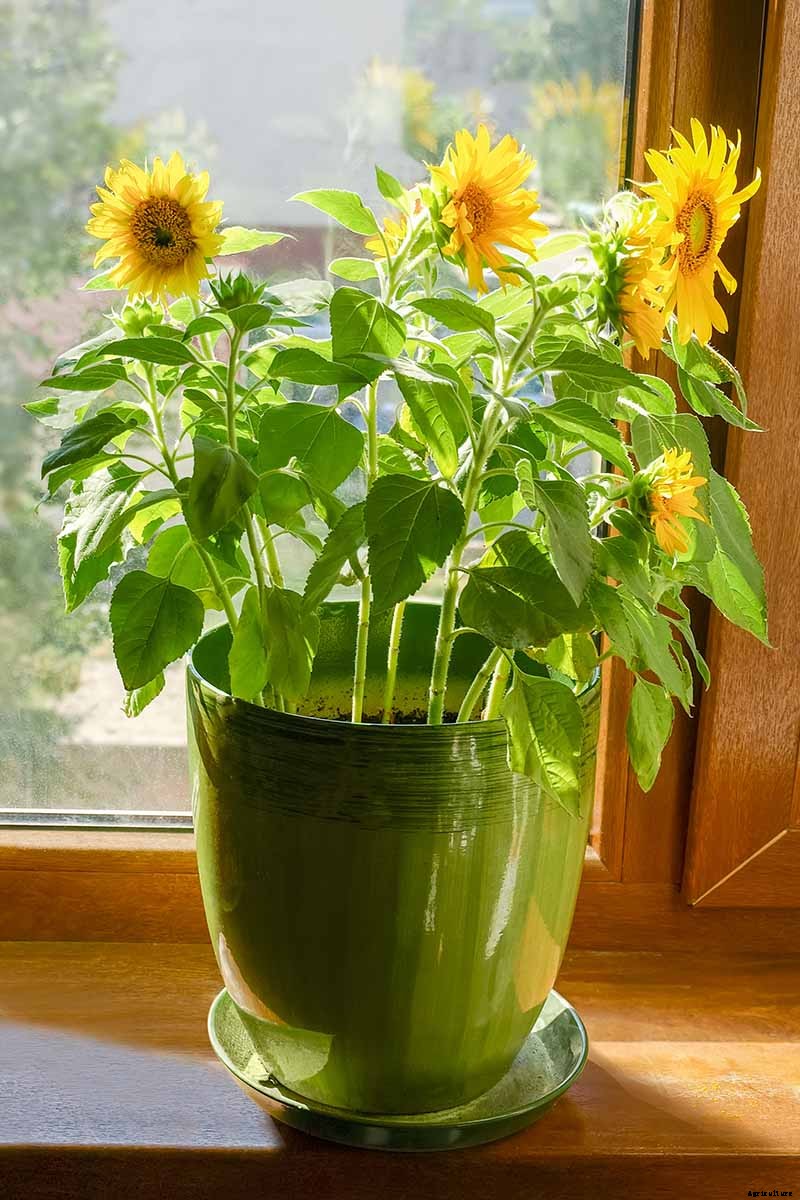 A Pot of Gold: How to Grow Sunflowers In Containers