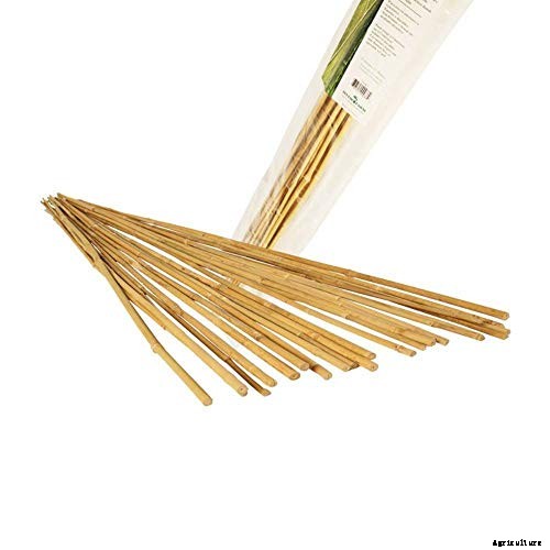 A Pot of Gold: How to Grow Sunflowers In Containers