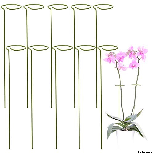 A Pot of Gold: How to Grow Sunflowers In Containers